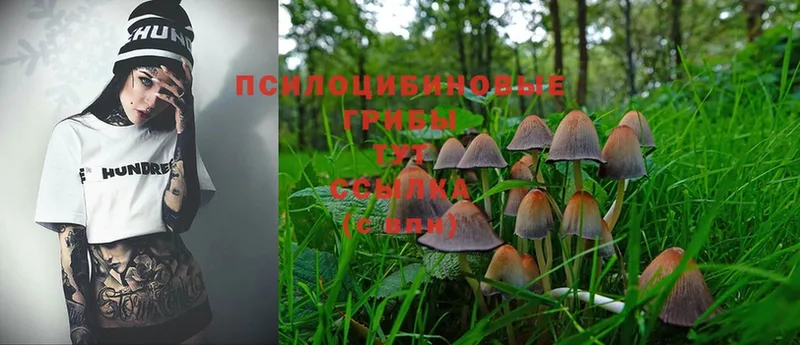 как найти закладки  Сертолово  Галлюциногенные грибы Psilocybine cubensis 